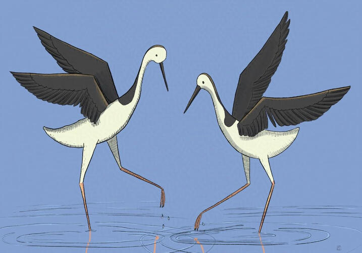 Two pied stilts dance in the water.
